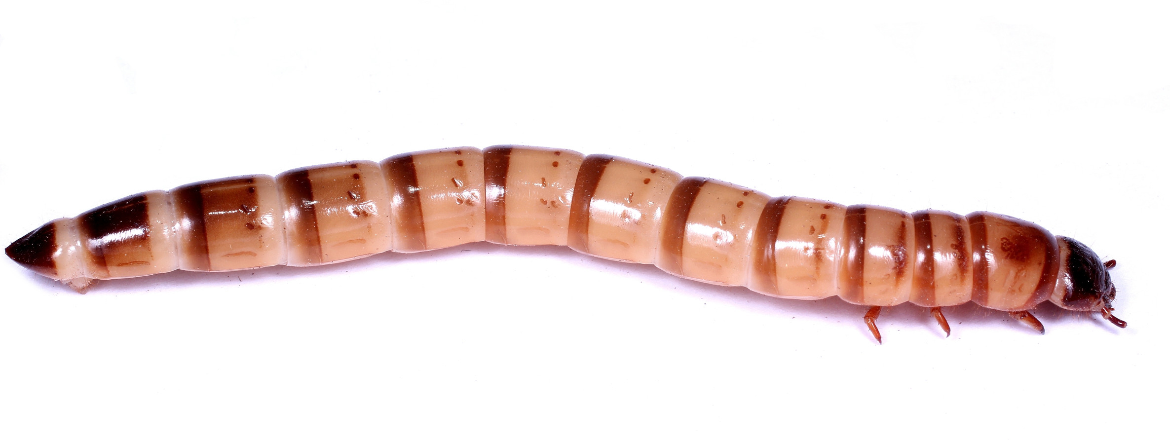 Giant mealworms Image