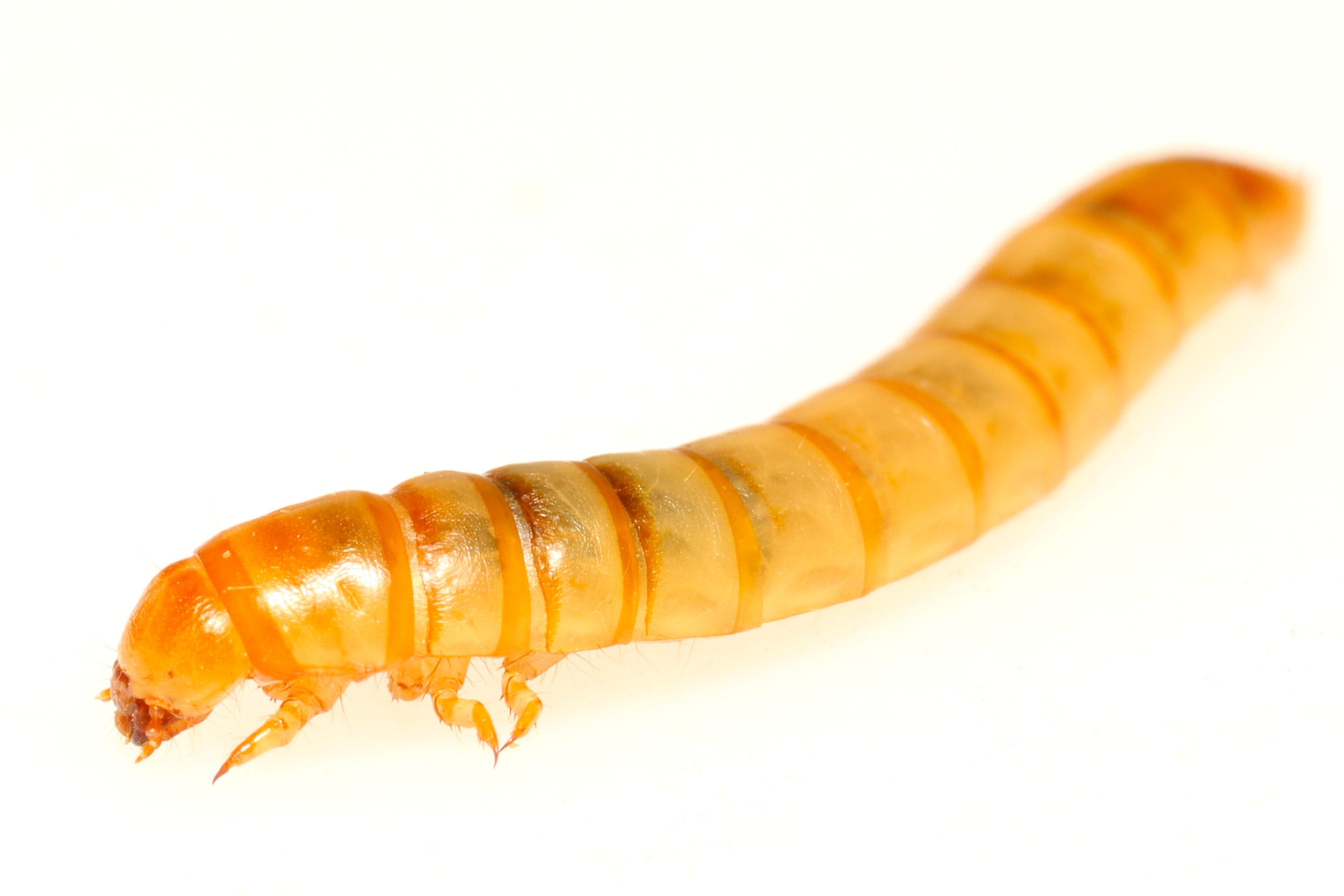 Mealworm Image
