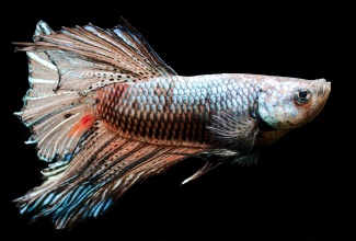 betta_splendens_-_chocolate_dragon_feathertail_danolsen