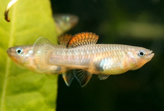 brachyrhaphis_roseni_20170326_1352156960