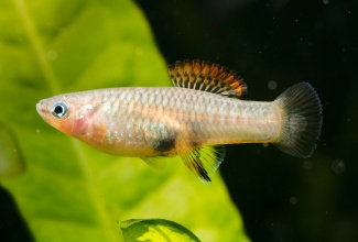 brachyrhaphis_roseni_20170326_2072435251