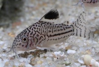 corydoras_trilineatus_danolsen