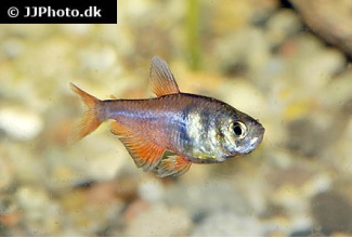 hyphessobrycon_flammeus_5