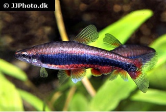 nannostomus_beckfordi_11_20140709_1744343909