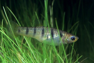 poecilia_garnieri_01_dan_olsen