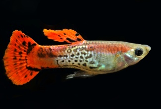 poecilia_reticulata_-_red_cobra_danolsen_1696558816