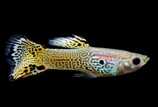 poecilia_reticulata_20160214_1301062884