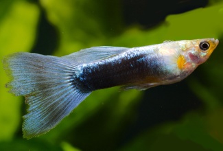 poecilia_reticulata_blue_metallic_w_38757201