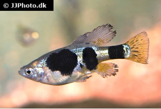 skiffia_multipunctata_5