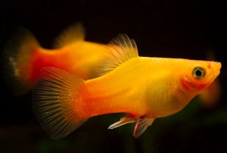 xiphophorus_maculatus_-_sunset_platy_20170225_1481621310