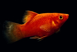 xiphophorus_maculatus_coral