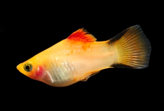 xiphophorus_maculatus_gold_twin_bar_platy