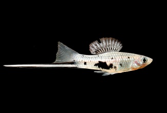 xiphophorus_montezumae_20170708_1321196780