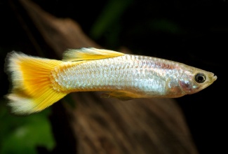 yellow_micariff_guppy