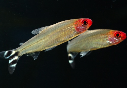 hemigrammus_bleheri_w