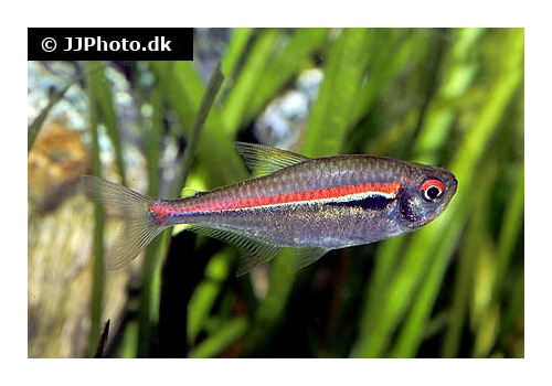 hyphessobrycon_amapaensis_5
