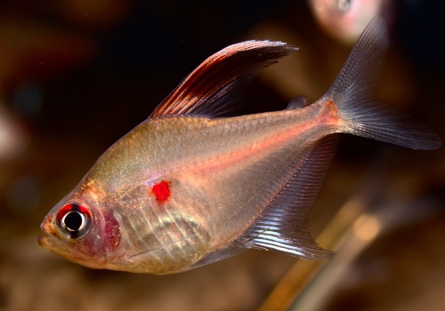 hyphessobrycon_erythrostigma_20140312_1180816944