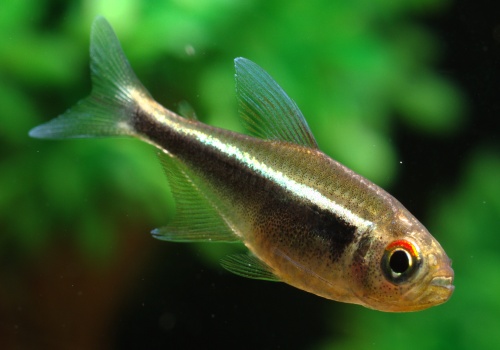 hyphessobrycon_herbertaxelrodi_20140818_1266011881