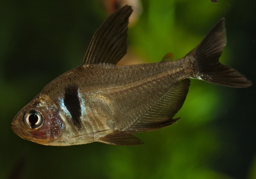 hyphessobrycon_megalopterus_20140314_1243309497