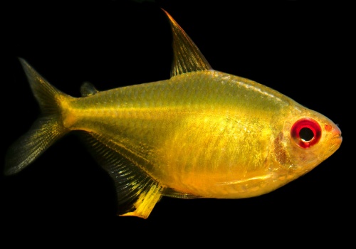 hyphessobrycon_pulchripinnis_20170222_1851603868