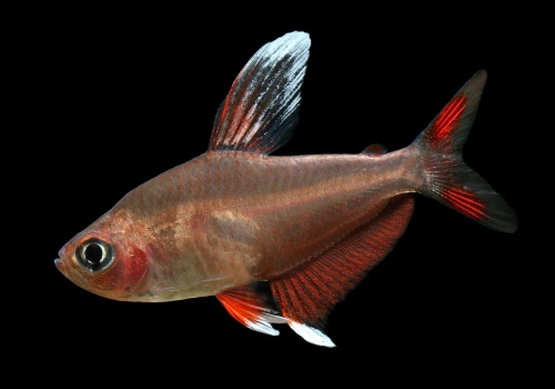 hyphessobrycon_rosaceus_white_fin_20160404_1969957074_14126792