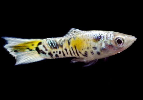 poecilia_wingei_tiger_danolsen_2