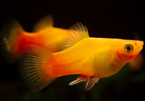 xiphophorus_maculatus_-_sunset_platy_20170225_1481621310
