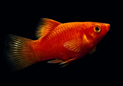 xiphophorus_maculatus_coral